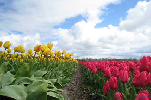 Ngắm vẻ đẹp rực rỡ của 'vương quốc' hoa Hà Lan