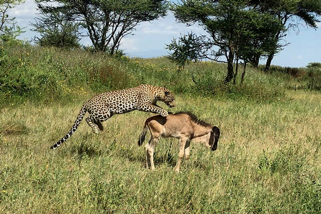 Bị bỏ rơi ở bãi cỏ trống, linh dương con trở thành bữa ăn ngon cho báo hoa mai