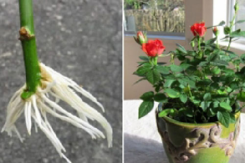 Mách bạn cách trồng hoa hồng đơn giản tại nhà, không tốn kém lại ra nhiều hoa sau 1 tháng