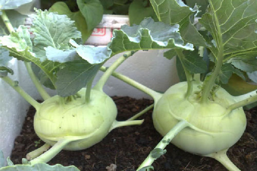 Tự trồng su hào trong thùng xốp tại nhà vừa củ to chắc ngọt, tha hồ mà ăn thỏa thích