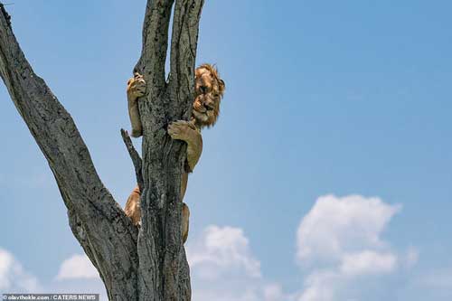 Nhiếp ảnh gia vô tình bắt gặp khoảnh khắc sư tử leo lên cây trốn đàn trâu rừng