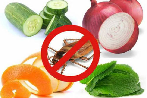 Vô tình đánh rơi vài lát hành tây thái mỏng ở góc bếp ai ngờ điều kỳ diệu xảy ra