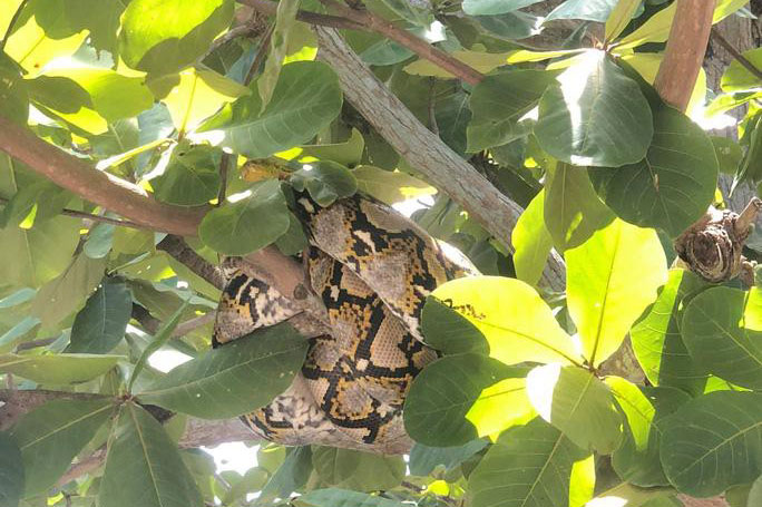 Trăn gấm quý hiếm xuất hiện trong sân trường ở Quảng Nam