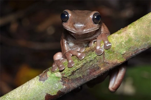 Phát hiện loài ếch chocolate vô cùng độc đáo ở Australia - Ảnh 1.