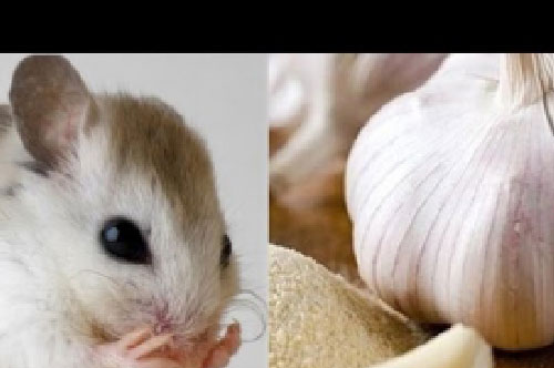 Chỉ vài củ tỏi “nhỏ nhưng có võ” cả đàn chuột lũ lượt tháo chạy khỏi nhà bạn