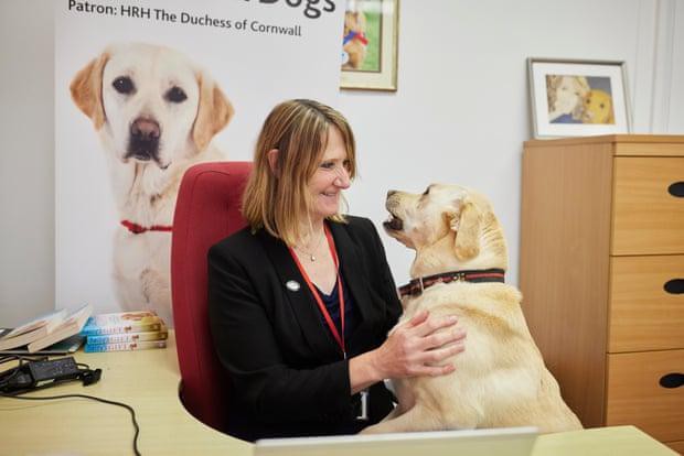 Những chú chó 'đánh hơi' được Covid-19