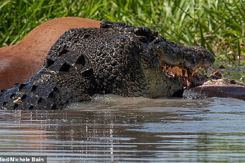 Hãi hùng giây phút 20 con cá sấu sát thủ tranh nhau xé xác một con bò