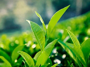 Thực phẩm chống cháy nắng cho da trong mùa hè