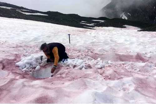 Giải mã hiện tượng "máu sông băng" kỳ lạ trên dãy Apls