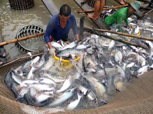 Gần 90% cá da trơn bán tại Mỹ là cá tra nhập khẩu từ Việt Nam (ảnh minh họa). 