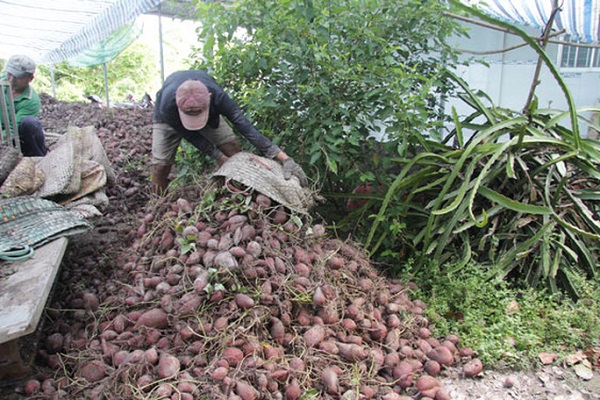 Vĩnh Long: 30.000 tấn khoai lang Nhật chưa tiêu thụ được, nông dân có nguy cơ trắng tay