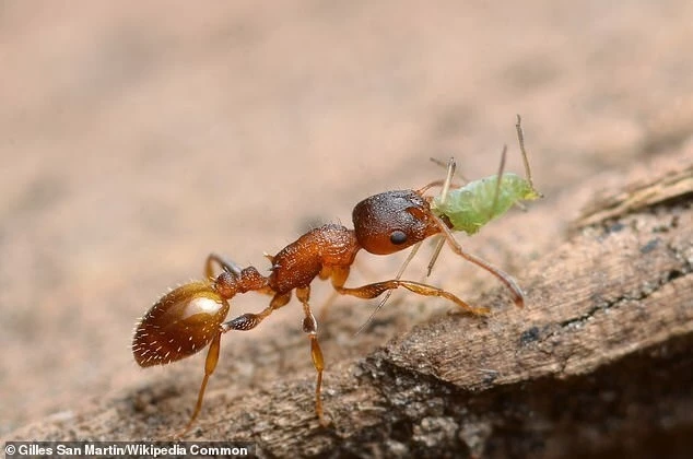 Một con kiến Temnothorax nylanderi. (Ảnh: WM)