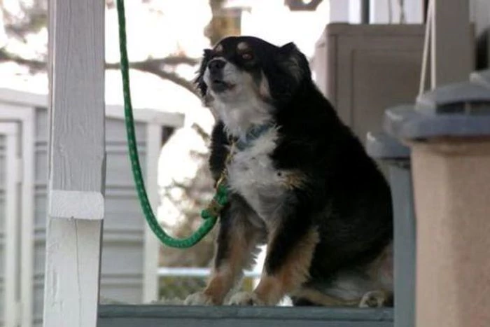 Lulu - con chó giống border collie 8 tuổi - được hưởng 5 triệu USD từ chủ quá cố. Ảnh: News Channel 5.