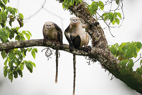 2 loài động vật Việt Nam vào danh sách "xấu nhất thế giới"