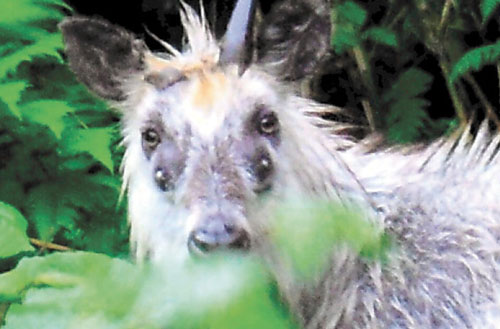 Sự thật đằng sau bức ảnh "linh dương 4 mắt" khiến MXH Nhật Bản xôn xao, ai cũng "sốc" khi biết không phải photoshop