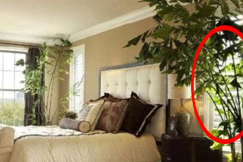 3 loại cây là khắc tinh của phòng ngủ, tránh xa kẻo vợ chồng lục đục, gia đạo 'xuống dốc không phanh'
