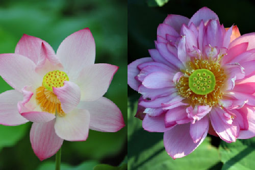 Mùa sen lại đến, mách chị em mẹo chọn hoa sen "chính hiệu", không sợ nhầm với hoa quỳ