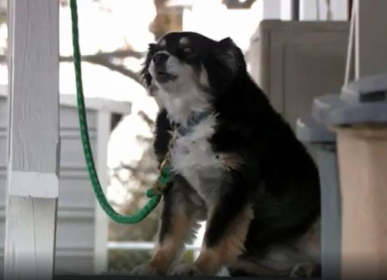 Chó trở thành triệu phú sau khi chủ qua đời