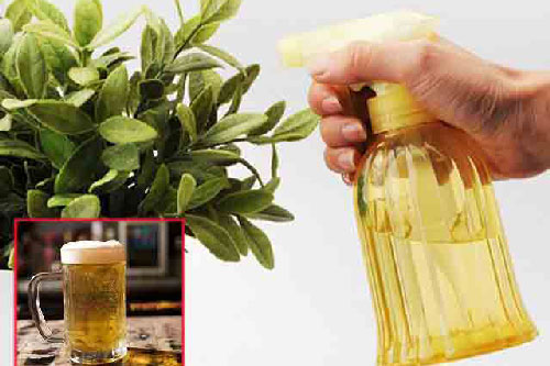 Vô tình đổ chút bia vào cây trầu bà, 1 tuần sau cây lên xanh mướt ai cũng bất ngờ