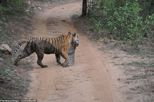 Hổ dữ đoạt mạng báo lớn và cái kết 