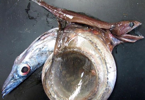 Loài cá "ác mộng đại dương" với dạ dày để chứa con mồi to gấp 10 lần cơ thể