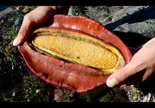 Phát hiện loài vật có hàm răng chứa kim loại hiếm và siêu cứng