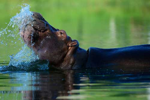 Từng là thú cưng của ông trùm mafia Pablo Escobar, hà mã đang gây ra nỗi kinh hoàng cho người Colombia