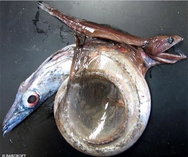 Chiasmodon niger: Ác mộng dưới đáy biển sâu - Ảnh 3.