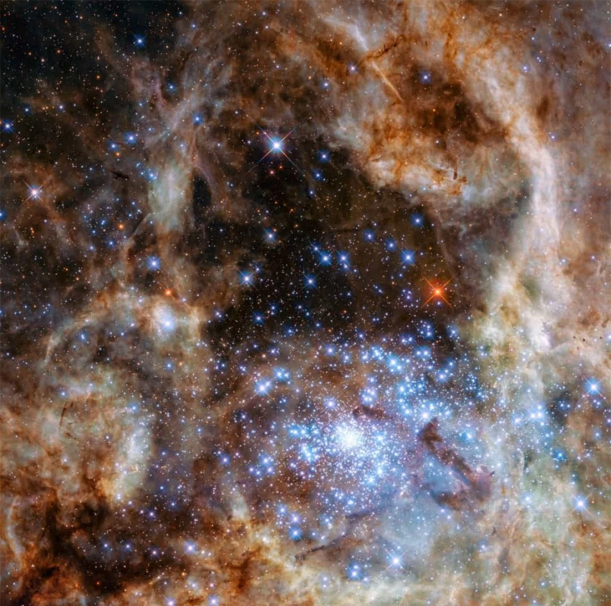 Tinh vân Tarantula có chứa hàng trăm ngôi sao trẻ màu xanh mà trong đó có những ngôi sao lớn nhất vũ trụ từng được phát hiện cho tới nay.