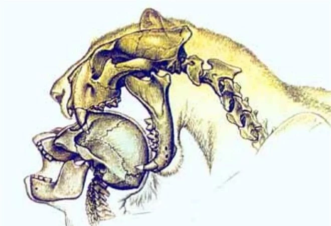 Tại sao con người sợ bóng tối? - Ảnh 1.