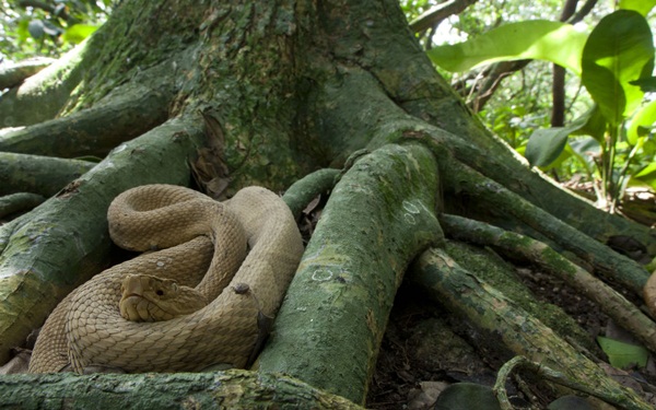 Bí mật đáng sợ ở hòn đảo đẹp mê hồn nhưng không ai dám bén mảng