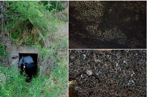 Tò mò chui vào 1 cái hang rồi phát hiện ra những thứ đen đặc bên trong, ông lão vội vã chạy thẳng ra ngoài vì sợ... mất mạng