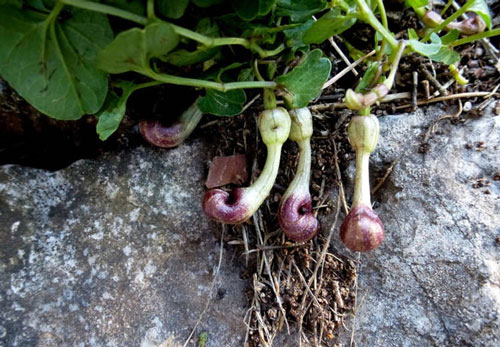 Loài hoa biết giả mùi côn trùng chết để thu hút ruồi đến thụ phấn