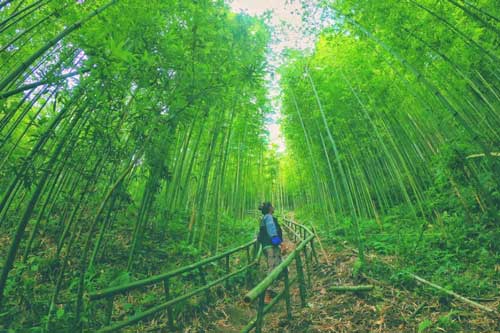 Rừng trúc Mù Cang Chải – điểm 'check in' mới đầy thú vị