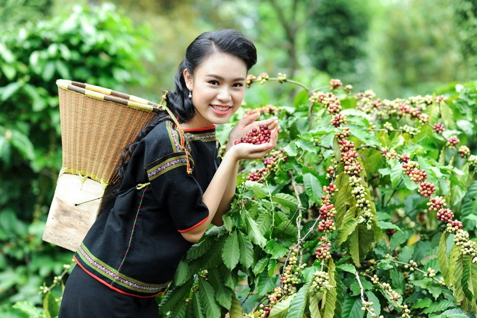 Đắk Lắk được xem là thủ phủ cà phê của Việt Nam, có thương hiệu cà phê Buôn Ma Thuột nổi tiếng. Điều kiện khí hậu và thổ nhưỡng thích hợp ở đây đã đưa cây cà phê chiếm thế độc tôn trong cơ cấu cây trồng của tỉnh. Theo trang thông tin Lễ hội Cà phê Buôn Ma Thuột, Đắk Lắk có diện tích cà phê hơn 204.000 ha, sản lượng thu hoạch hàng năm đạt khoảng 450.000 tấn, chiếm khoảng 37% sản lượng toàn quốc, xuất khẩu đến nhiều quốc gia, vùng lãnh thổ trên thế giới. Ảnh: Lehoicaphe.