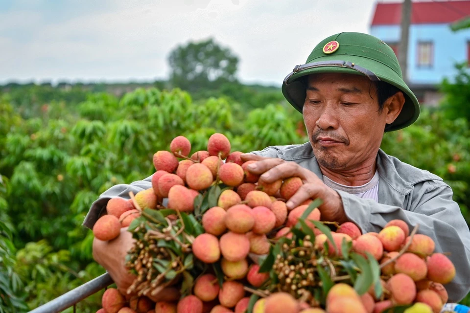 Bắc Giang được biết đến là thủ phủ vải thiều của Việt Nam. Theo Cổng TTĐT Bắc Giang, tỉnh này có vùng sản xuất vải thiều lớn nhất cả nước với diện tích hơn 28.000 ha, sản lượng ước đạt 180.000 tấn. Vải thiều Lục Ngạn của Bắc Giang là sản phẩm đầu tiên của Việt Nam được chính thức bảo hộ chỉ dẫn địa lý tại Nhật Bản. Ảnh: Việt Linh.