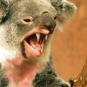 Ảnh photoshop mô phỏng drop bear. Ảnh: Wikimedia