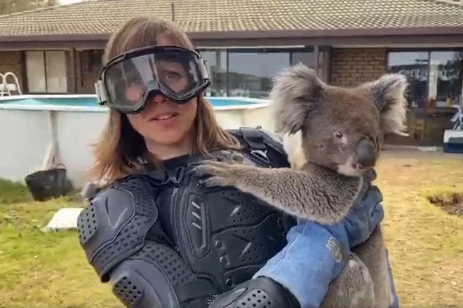 Nữ phóng viên người Anh mặc đồ bảo hộ khi ôm một con gấu koala vì nghĩ drop bear có thật. Ảnh: ITV News