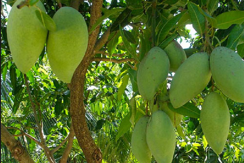 6 loại xoài vừa ngon vừa bổ nhất của Việt Nam