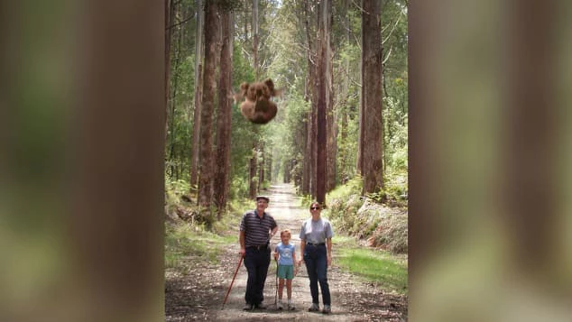 Hình ảnh photoshop cho thấy một con gấu nhảy đang lao xuống một dia đình đi dạo trong rừng. Ảnh: Courtesy Mythis Australia.