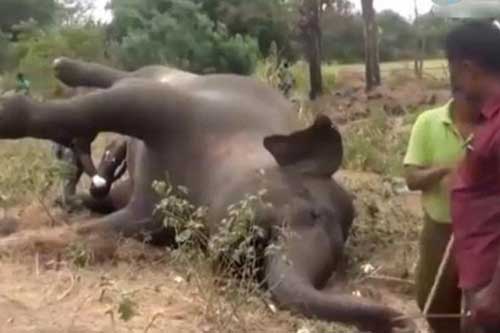 Thấy xác voi trên đồng, nam thanh niên chuẩn bị dao lấy thịt thì thảm kịch xảy ra!