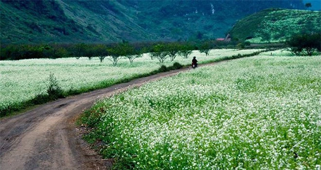 Cảnh đẹp &#34;say lòng người&#34; của các cao nguyên nổi tiếng Việt Nam - 14