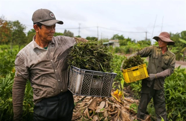 Xưa dùng để chống đói, nay trồng loại rau này không chỉ thoát nghèo mà còn kiếm tiền triệu mỗi ngày - Ảnh 2.