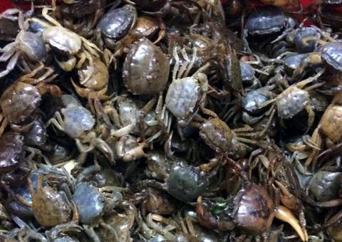 Cô bán cua đồng giúp người mua nhận biết cua nuôi công nghiệp