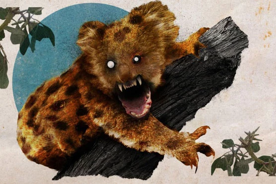 Drop bear (gấu nhảy) - sinh vật hư cấu hung tợn và bí ẩn nhất Australia. Ảnh: CNN