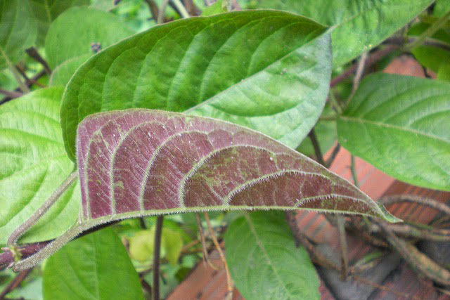 Có lá mơ bị những bệnh này không cần mua thuốc tây