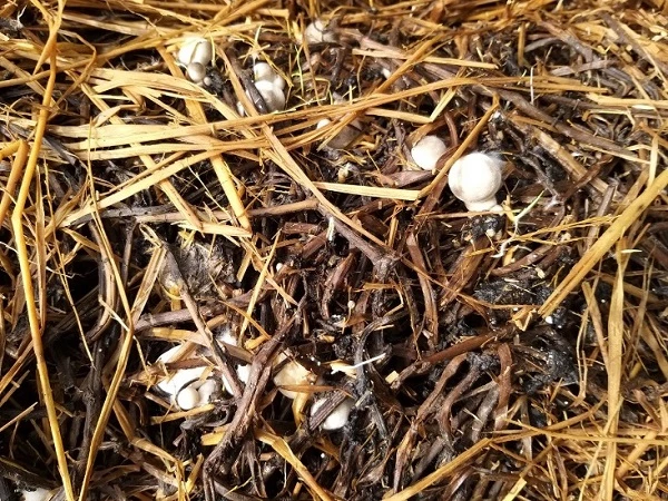 Sản phẩm nấm rơm được trồng 100% từ thân dây khoai lang. 