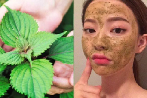 2 loại lá dân dã giúp trị nám, tàn nhang ngay tại nhà