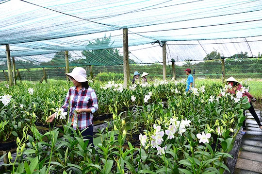 Mô hình trồng hoa lan ứng dụng công nghệ cao ở huyện Bình Chánh.