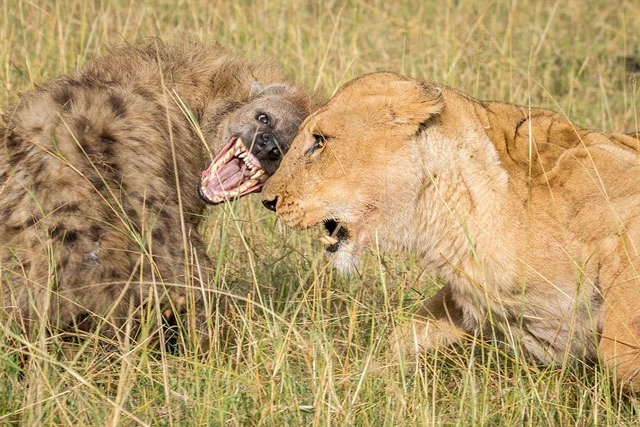 Linh cẩu phải bỏ mạng vì cả gan đuổi đánh sư tử.